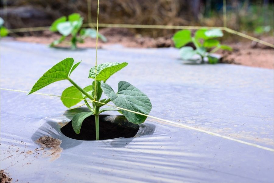 mulch film