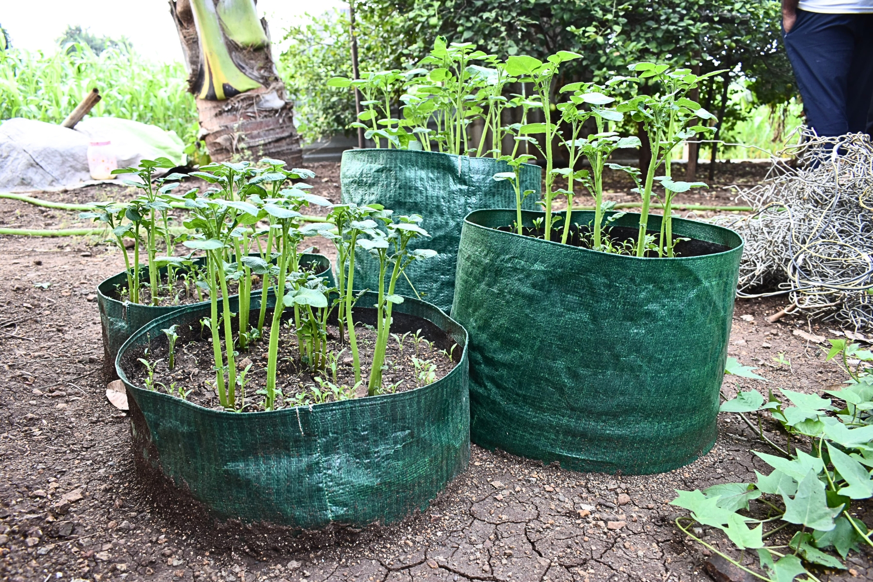 MIPATEX HDPE grow bags with young vegetable plants for terrace and kitchen gardening.