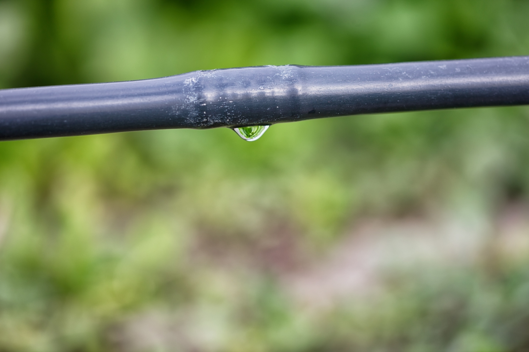 Close-up of an inline drip emitter releasing water from a drip irrigation pipe