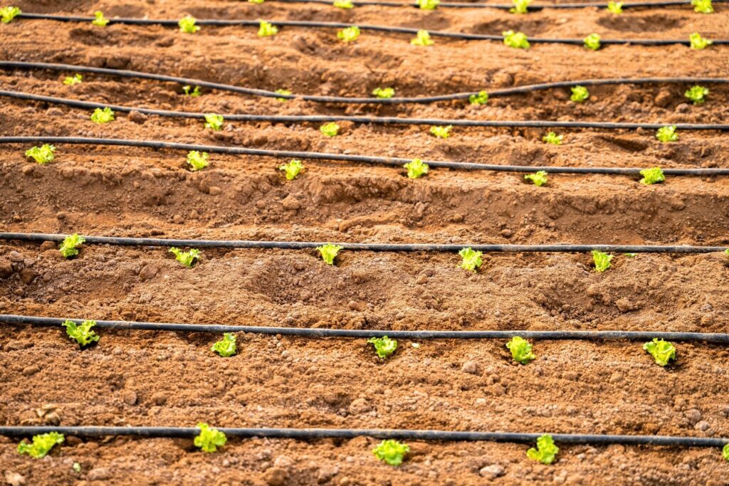 Inline drip irrigation pipes installed in vegetable rows for precise water delivery