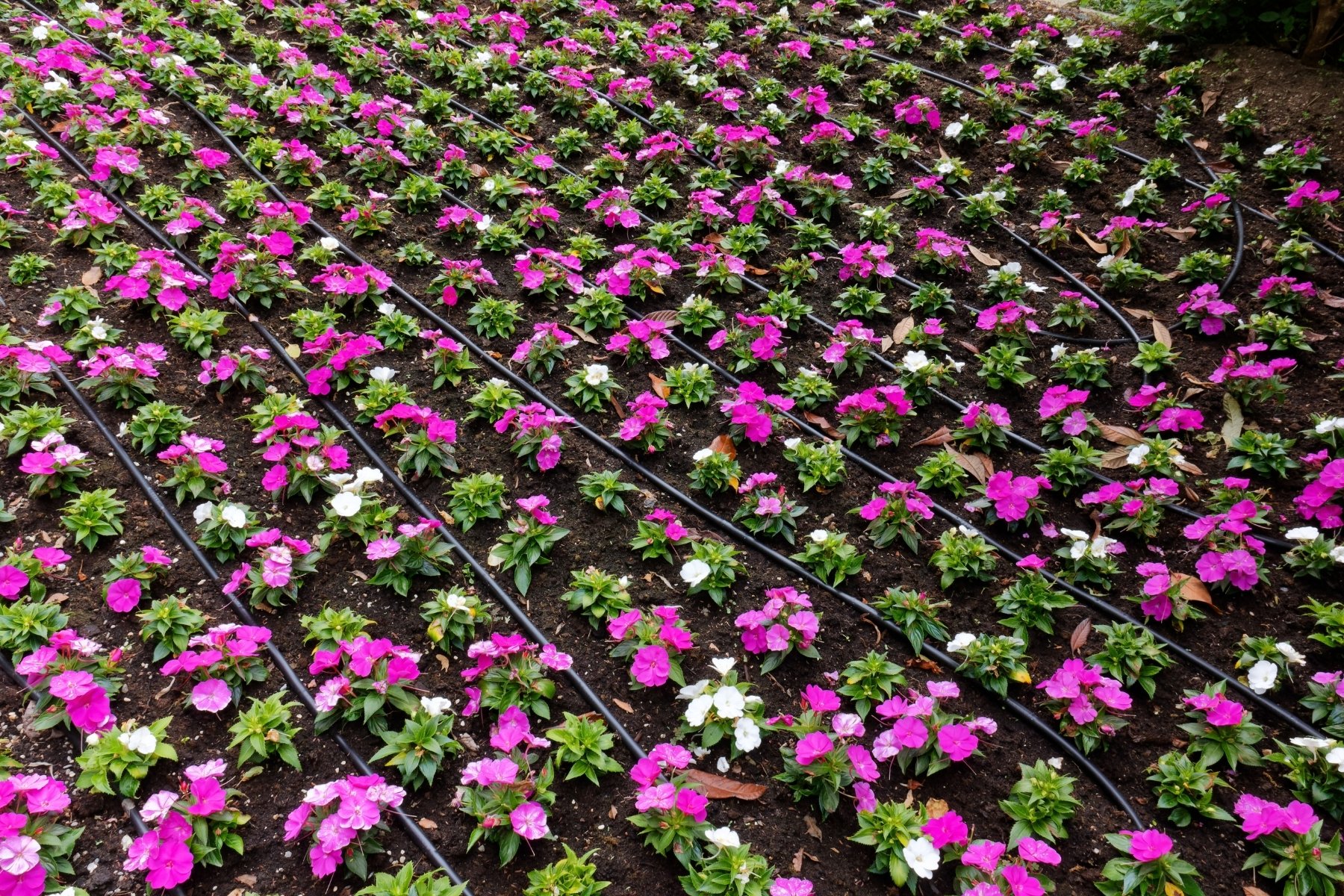 Inline drip irrigation pipes watering a floriculture field with uniform moisture distribution