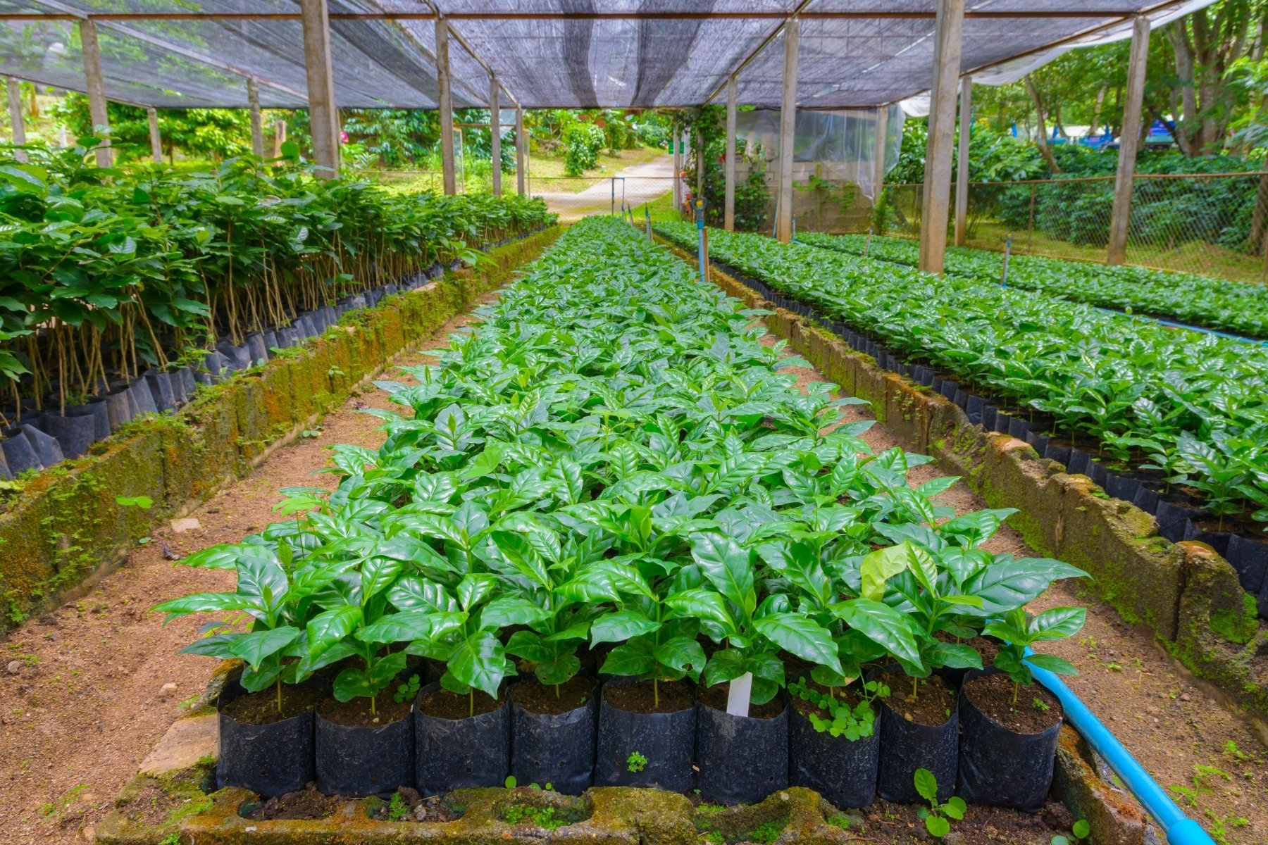 Nursery plants growing in black LDPE nursery bags under shade net structure