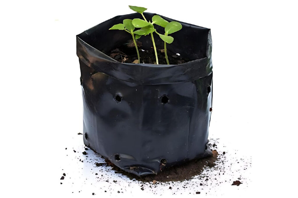 Black LDPE nursery poly bag with drainage holes for seedling growth