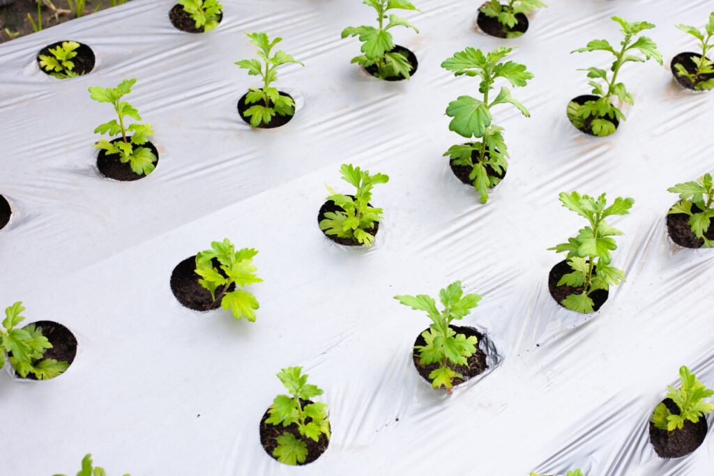 Pre-punched silver mulch film with uniform plant spacing for efficient crop growth