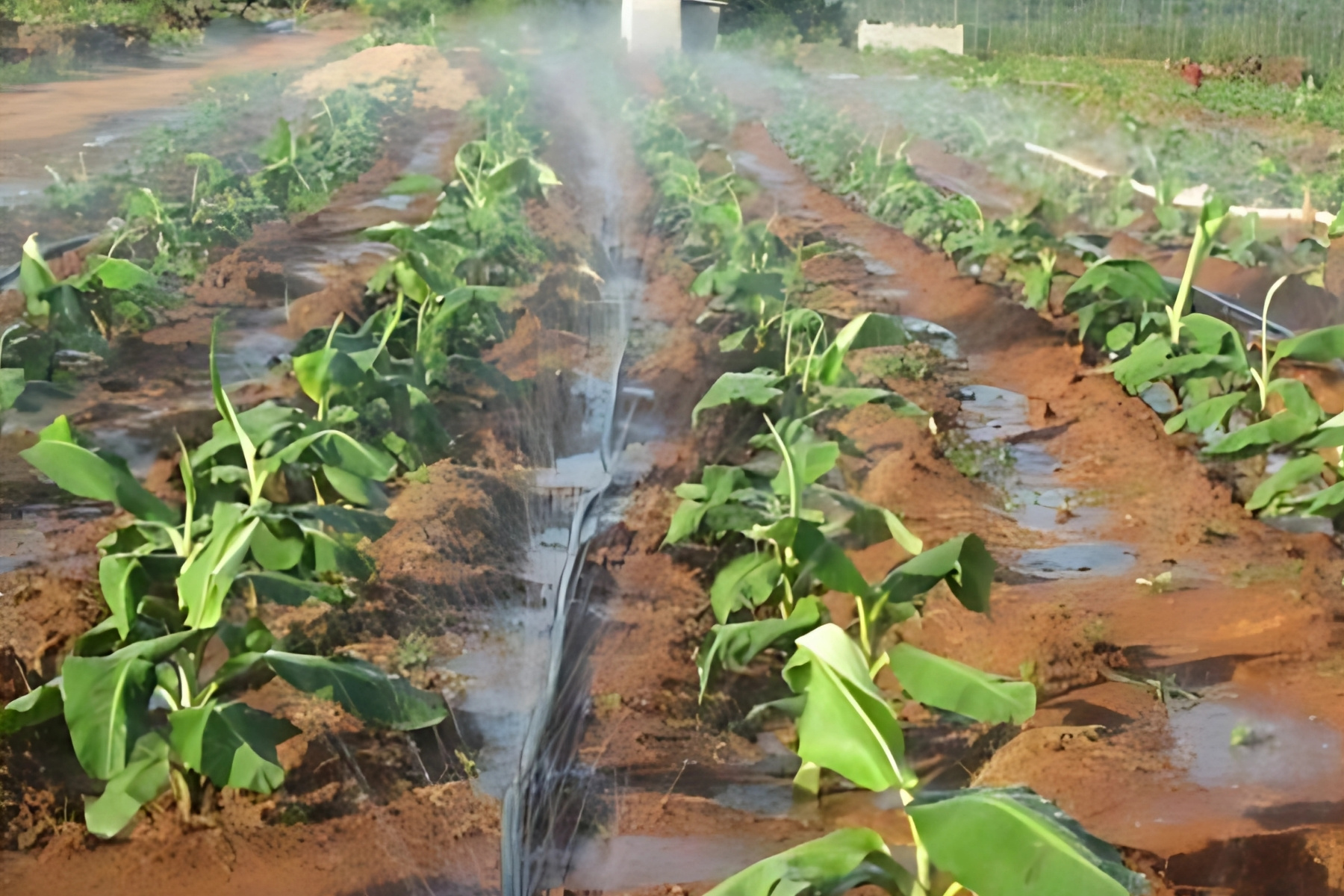 Rain Spray Hose irrigating banana plants with uniform rain-like water distribution.